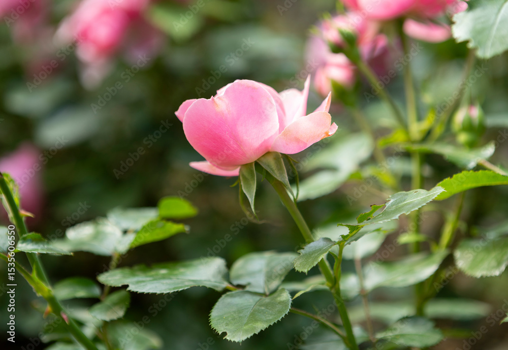 Vibrant Pink Roses Blooming Beautifully in a Lush, Colorful Garden of Abundant Flora Vibrant Pink Roses Blooming Beautifully in a Lush, Colorful Garden of Abundant Flora
