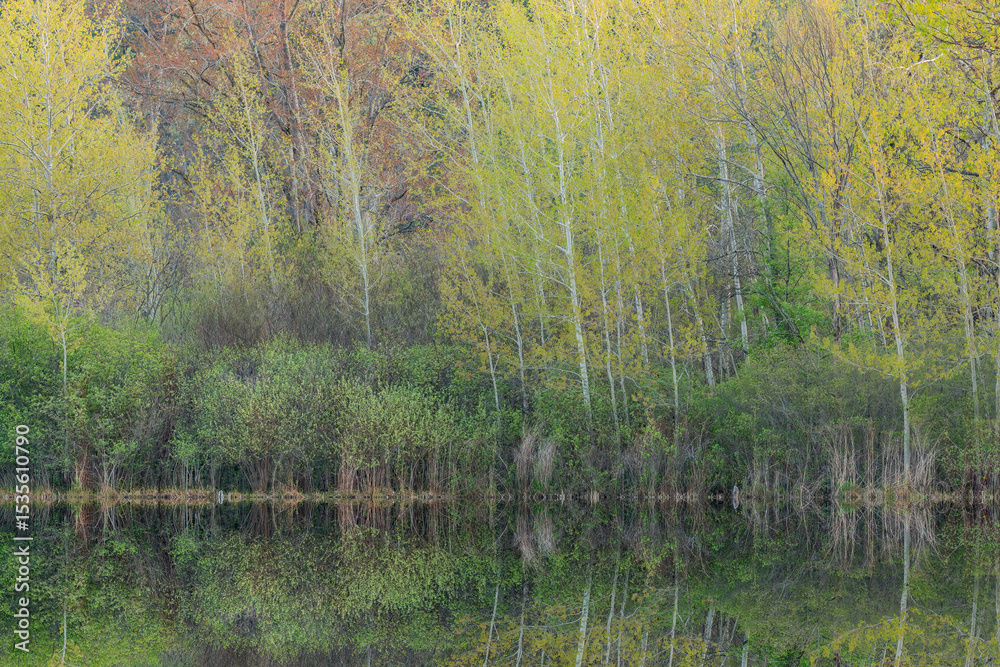 Obraz premium Spring landscape at dawn of the shoreline of Hall Lake with mirrored reflections in calm water, Yankee Springs State Park, Michigan, USA