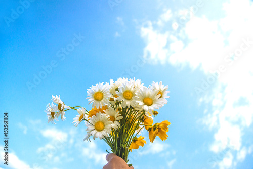 Bouquet of white and yellow daisies (marguerite) flowers in human hand against the blue sky on sunny day
