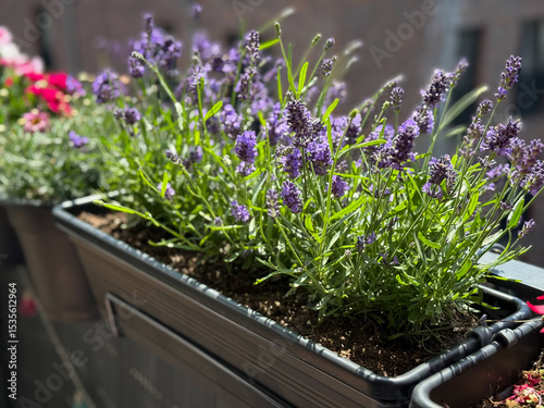 Blooming purple lavender in balcony garden close up