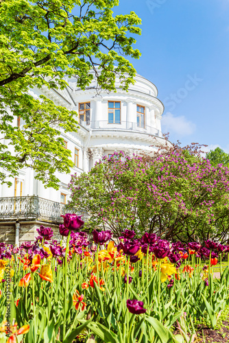 Yelagin Palace is a summer imperial palace on Yelagin Island in Saint Petersburg. Blooming tulips. photo