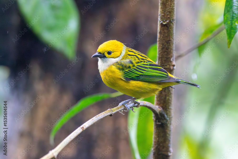 Fototapeta premium Silver-throated Tanager in Costa Rica