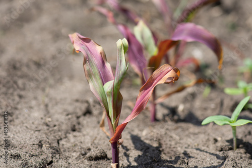 Small corn sprouts with anthocyanin pigment in a farm field. Drought and climate change, arid conditions for growing organic crops.