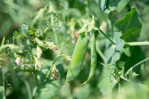 Green peas beans ripening in a farm field. Growing organic vegetable crops.