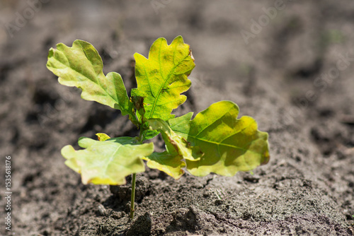 Young oak (Quercus robur ) seedlings in a forest clearing. Growing tree seedlings for landscaping desert areas.