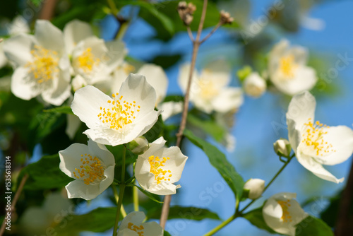Bush of the white jasmine (Jasminum officinale) with white fragrant flowers on twigs.