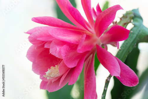 Big pink flower of Epiphyllum Cactus. Wiku flower is blooming at flower house.