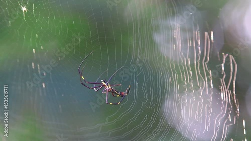 Golden orb-weaver (Nephila pilipes) repairing its web in the morning light. Found in forests and gardens, feeds on flying insects. Known locally as the giant wood spider in English.