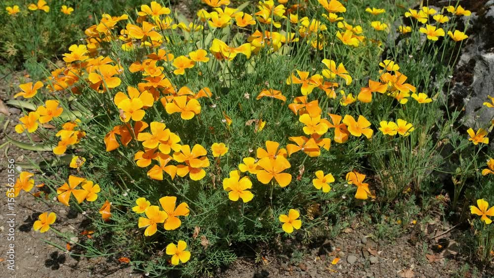 Blühender Kalifornische Mohn im Garten. Gelbgolde farbige Goldmohn Kappenmohn Blüten im Sommer, Blühende Garten Zierpflanze