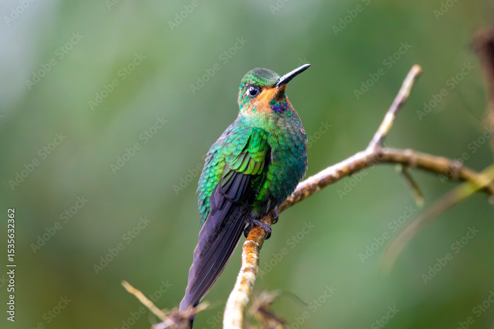 Fototapeta premium A Green-crowned Brilliant in Costa Rica