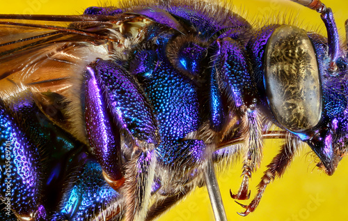 Wall Mural Blue Shiny Wasp Against Yellow Background Macro Photography