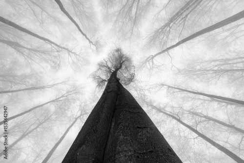 The Ascent