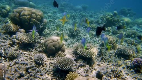Vibrant Coral Reef with Tropical Fish