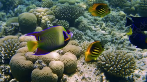 coral reef and fish