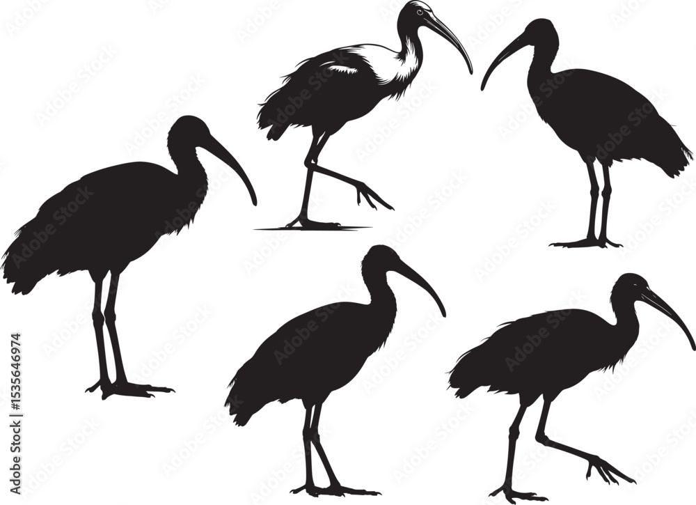 Obraz premium Ibis bird silhouette vector illustration