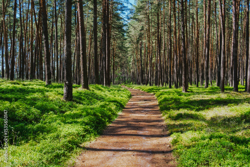 Wędrówka przez Bory Tucholskie