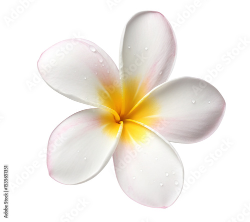 Beautiful plumeria flower blossom white and yellow tropical flower blossom perfect for summer designs
