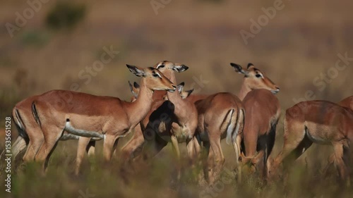 A herd of impala antelope stands together in the bush, gently grooming one another in a peaceful moment during an African Safari; sharp focus captures the subtle interactions and soft textures