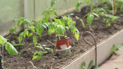 Tomatoes ripening in greenhouse. Tomato plants in a greenhouse. Organic vegetable farming, including tomato planting.