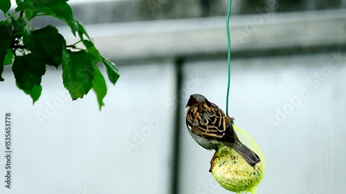 male sparrow eats at the suet ball