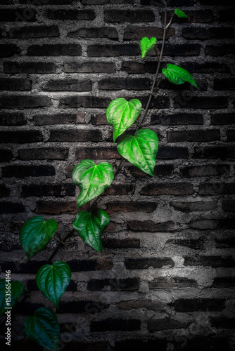 Climbing the Shadows