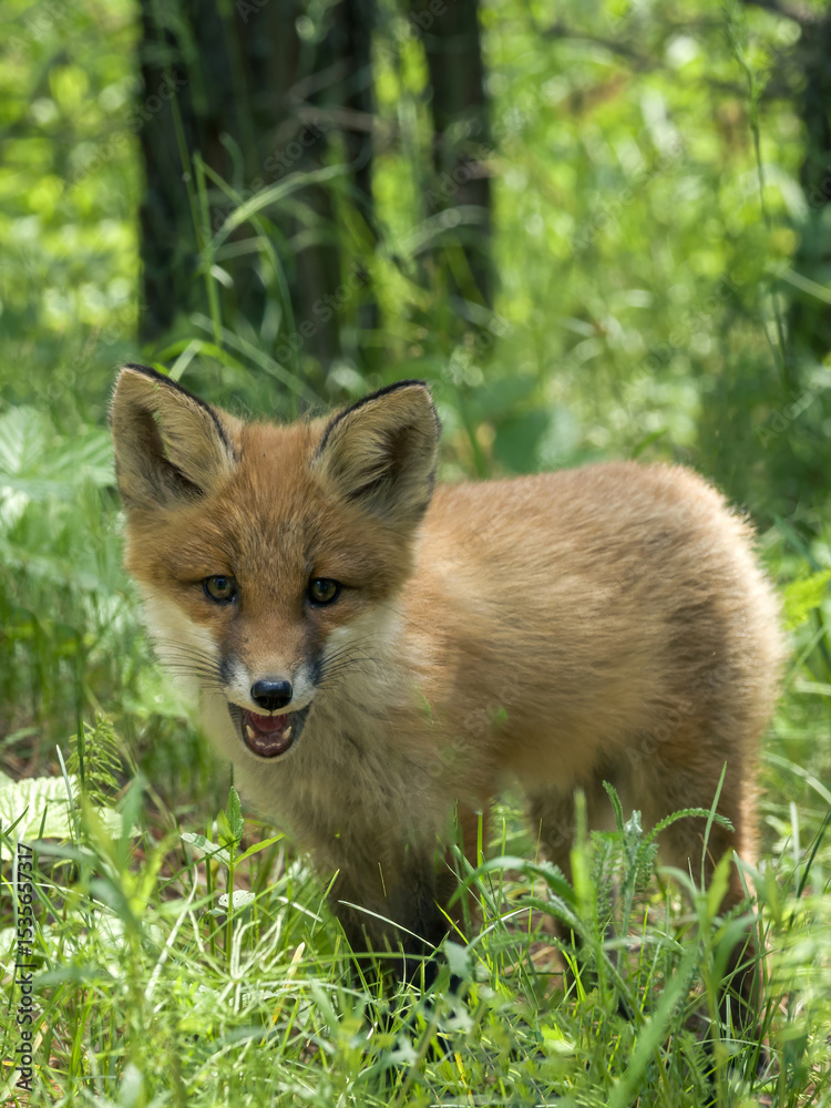 Obraz premium A wild two-month-old fox cub walking through the forest