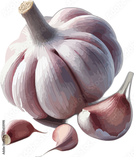 Detailed illustration of a garlic bulb and several cloves isolated on a white background