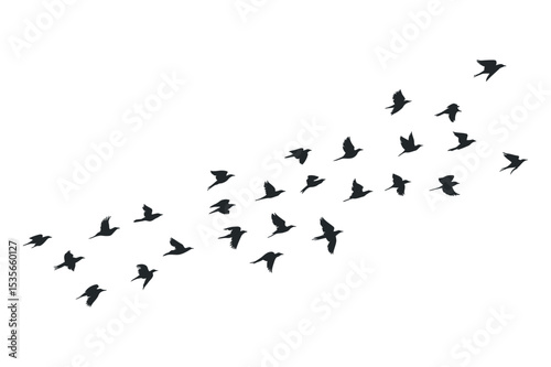 Silhouette of Birds Flying in Formation on a White Background Represents Freedom Migration and the Beauty of Nature and Wildlife in Motion