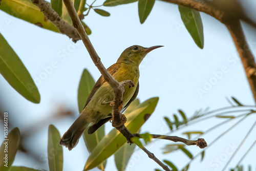 OLived backed sunbird perched on tree branch