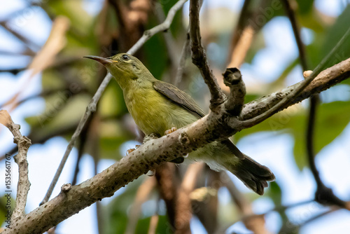 OLived backed sunbird perched on tree branch