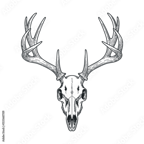 Detailed Engraving of Deer Skull with Antlers on White Background for Halloween Hunting or Wildlife Themed Designs and Illustrations Projects