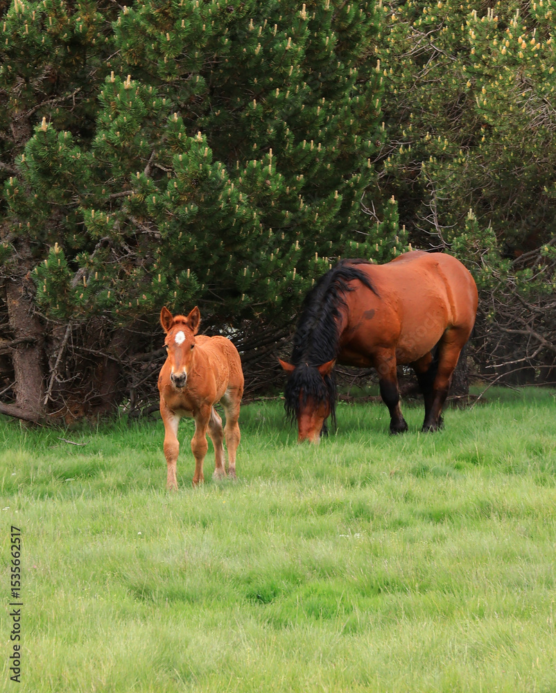 Fototapeta premium horses on the meadow