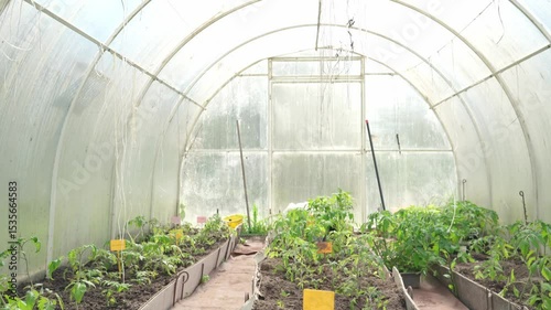 Tomatoes ripening in greenhouse. Tomato plants in a greenhouse. Organic vegetable farming, including tomato planting.