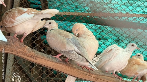 Mourning Doves Perched on Branch Within Enclosure, Relaxing and Preening Feathers Outdoors