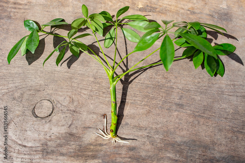 Schefflera Houseplant rooting on a wooden table background, ready for potting, multiplying plants concept