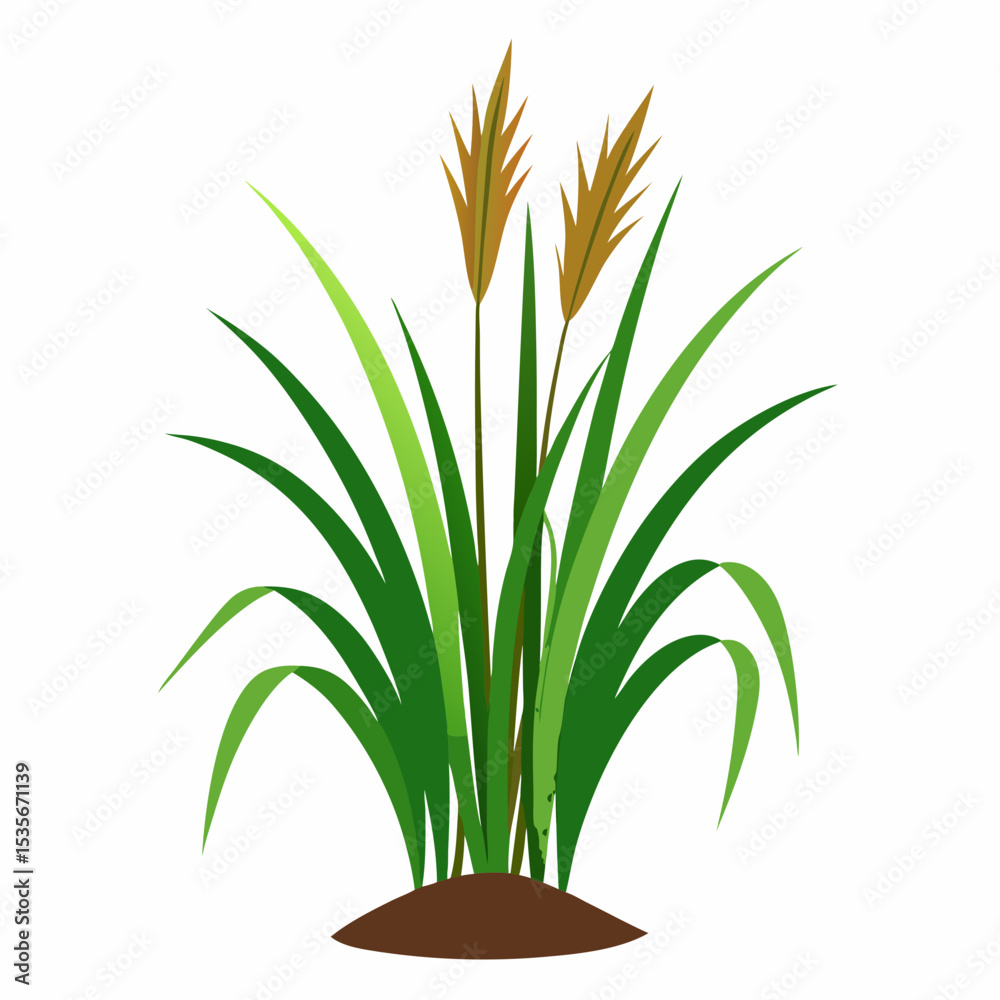 Fototapeta premium green plant in a pot
