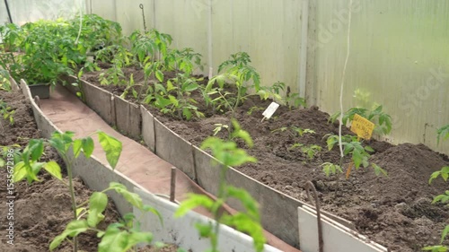 Tomatoes ripening in greenhouse. Tomato plants in a greenhouse. Organic vegetable farming, including tomato planting.