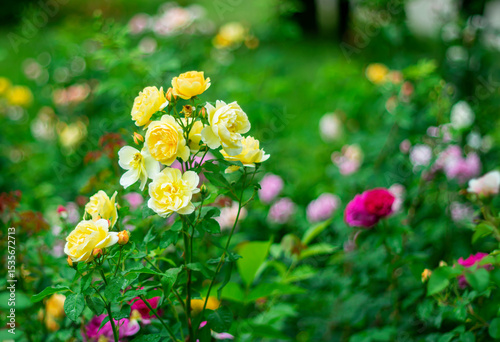 Fototapeta Naklejka Na Ścianę i Meble -  Multicolored roses in the city during rain on blurred picturesque background with bokeh effect.