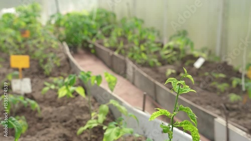 Tomatoes ripening in greenhouse. Tomato plants in a greenhouse. Organic vegetable farming, including tomato planting.