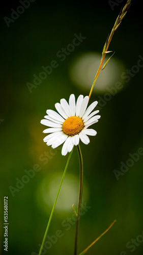 Blume