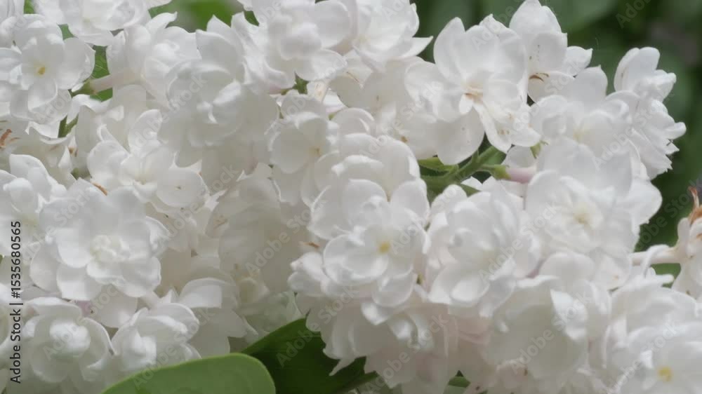 beautiful terry soft white-pink lilac flowers blooming in garden. macro. spring beautiful terry soft white-pink lilac flowers blooming in garden. macro. spring