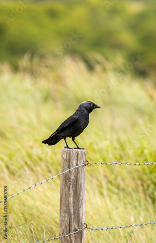 Vogel