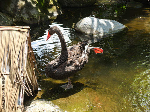 Fototapeta Naklejka Na Ścianę i Meble -  A black swan stands in shallow water beside a thatched structure, lifting one foot with its red webbed toes visible
