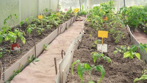 Tomatoes ripening in greenhouse. Tomato plants in a greenhouse. Organic vegetable farming, including tomato planting.