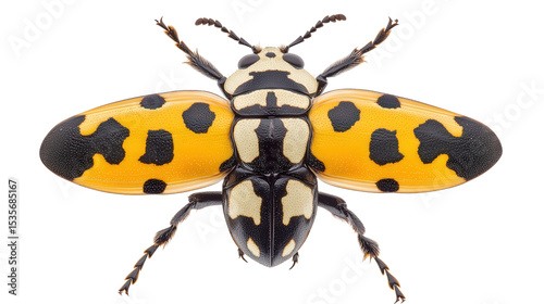 Harlequin ladybird with black spots Transparent background, PNG file photo