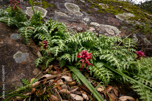 Pedicularis densiflora (Indian Warrior)