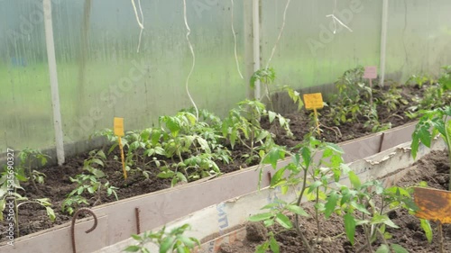Tomatoes ripening in greenhouse. Tomato plants in a greenhouse. Organic vegetable farming, including tomato planting.