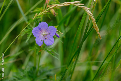 Purple Flower Among Green Grass and Vegetation