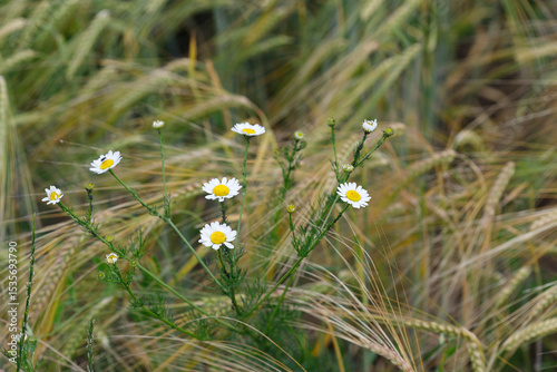 Chamomile Flowers in Ripening Barley Field