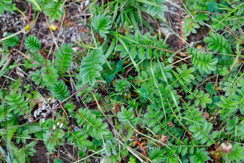 Obraz premium Ground Cover of Serrated Leaf Plants and Grass